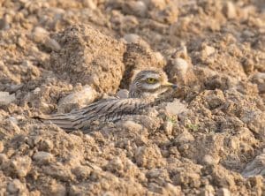 Lire la suite à propos de l’article Saint-Priest : La Métropole transforme l&rsquo;ancienne friche RVI en refuge pour oiseaux en voie de disparition