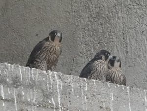 Lire la suite à propos de l’article Rillieux-la-Pape : Un couple de Faucon Pèlerin et ses quatre bébés découverts sur le Château d’Eau