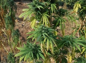 Lire la suite à propos de l’article Maroc : Le FEM veut-il faire du royaume l&rsquo;eldorado du cannabis thérapeutique ?