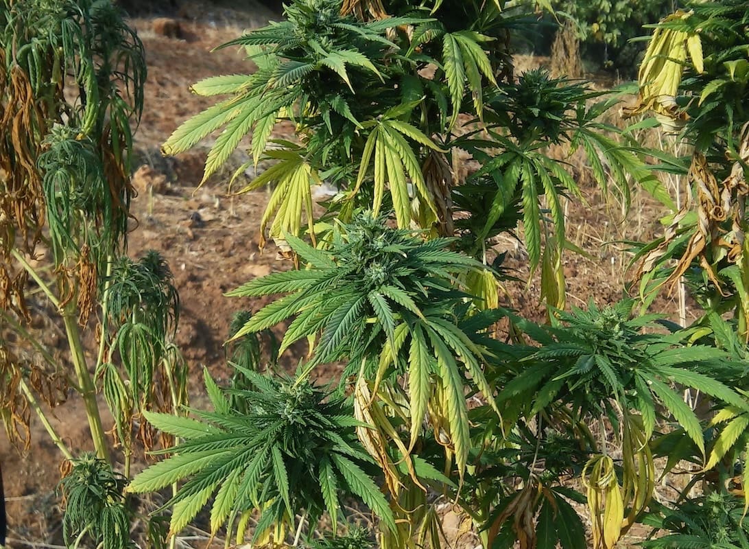 You are currently viewing Maroc : Le FEM veut-il faire du royaume l&rsquo;eldorado du cannabis thérapeutique ?