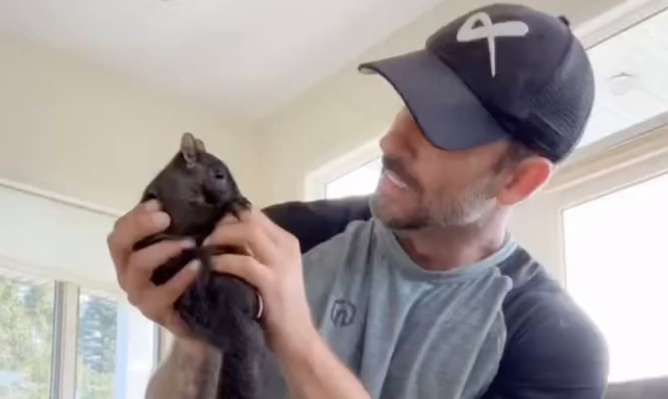 You are currently viewing USA : L&rsquo;euthanasie de P&rsquo;nut, l&rsquo;écureuil devenu star des réseaux sociaux s&rsquo;invite dans l&rsquo;élection