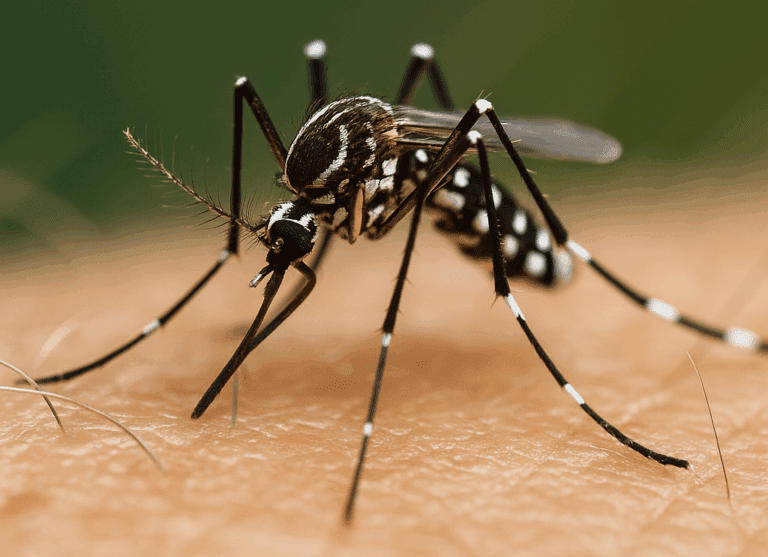 Lire la suite à propos de l’article France : Deux cas de chikungunya autochtones, les plus précoces jamais recensés en métropole