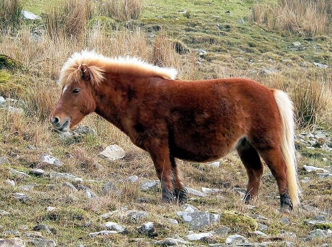 Lire la suite à propos de l’article Seine-Maritime : un poney mutilé devant sa jeune propriétaire, la série noire continue