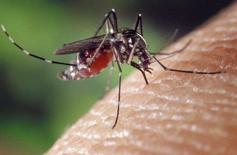 Lire la suite à propos de l’article Chikungunya : un cas autochtone détecté à Meyzieu, le premier dans le Rhône en 2025