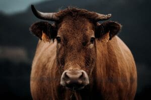 Lire la suite à propos de l’article Cruauté animale en Corse : quatre adolescents avouent avoir égorgé une vache et abattu son veau