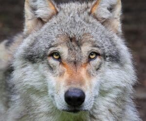 Lire la suite à propos de l’article Loup gris en Seine-et-Marne : un retour inattendu aux portes de Paris