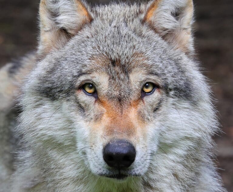 Lire la suite à propos de l’article Loup gris en Seine-et-Marne : un retour inattendu aux portes de Paris