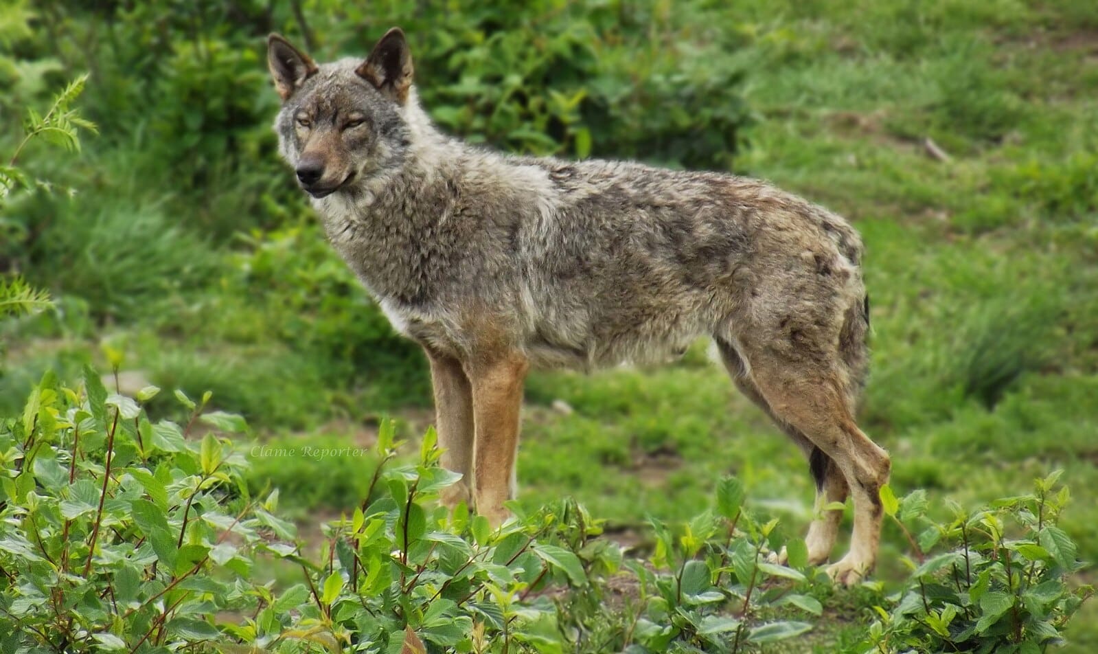 You are currently viewing Loup : une population stable à 1.082 individus selon l’OFB en 2025, mais des inquiétudes pour 2026