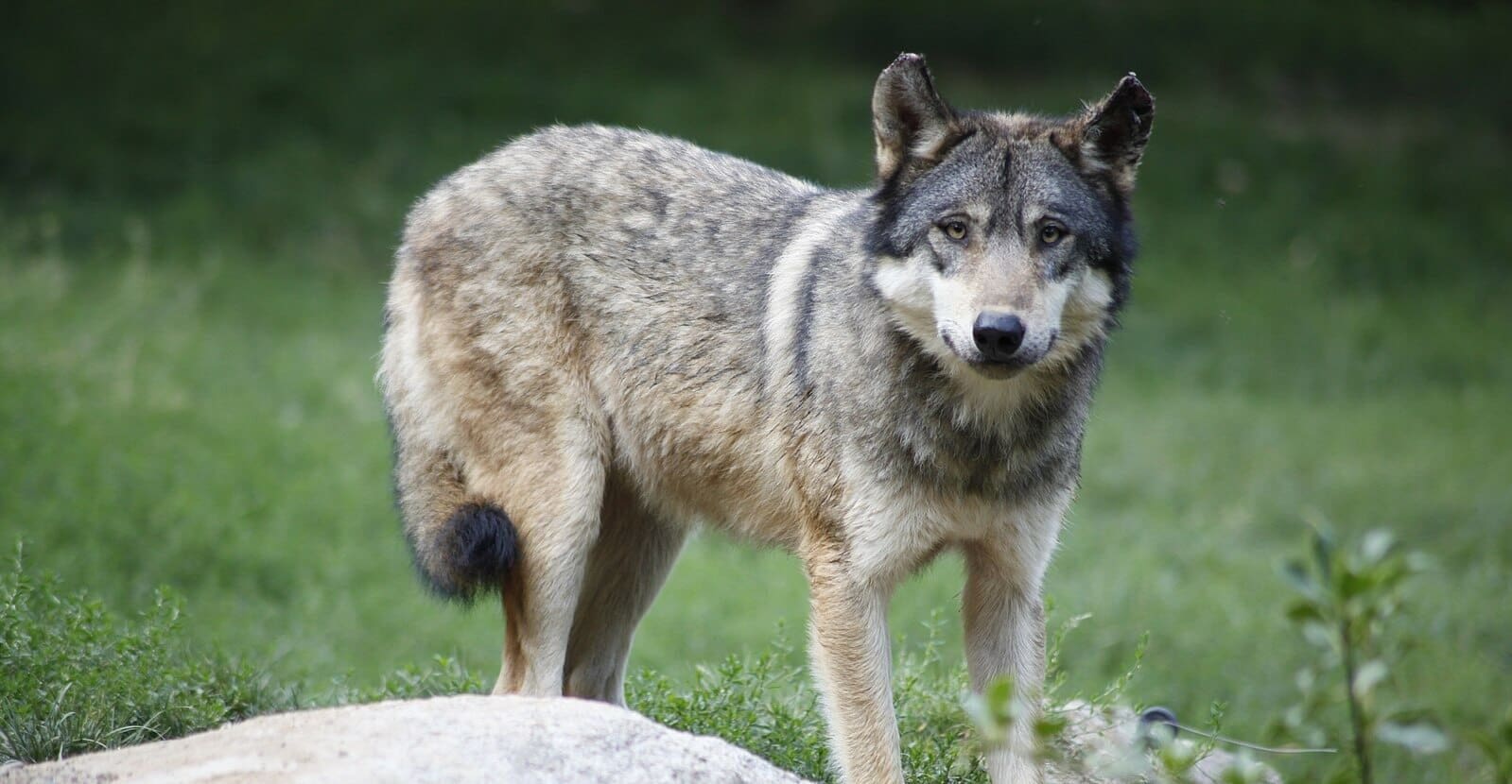 You are currently viewing Lyon : une journée de mobilisation pour défendre le loup face à son déclassement annoncé