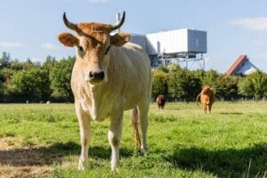 Lire la suite à propos de l’article Comment le Forum économique mondial appelle à réduire la consommation de viande pour transformer les systèmes alimentaires