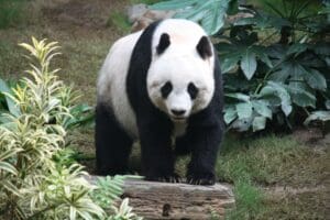 Lire la suite à propos de l’article Diplomatie : le Japon bientôt sans panda, la fin d’un symbole de l’amitié avec la Chine