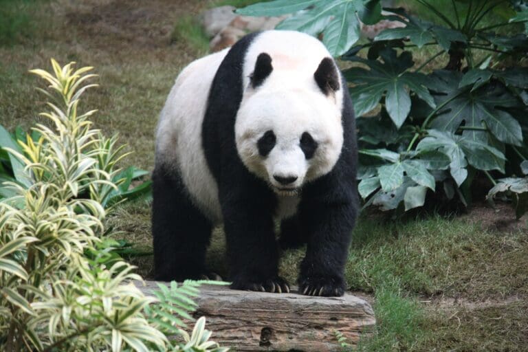 Lire la suite à propos de l’article Diplomatie : le Japon bientôt sans panda, la fin d’un symbole de l’amitié avec la Chine