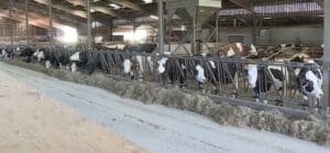 Lire la suite à propos de l’article Doubs : abattage d’un troupeau de vaches malgré une forte mobilisation contre la politique sanitaire