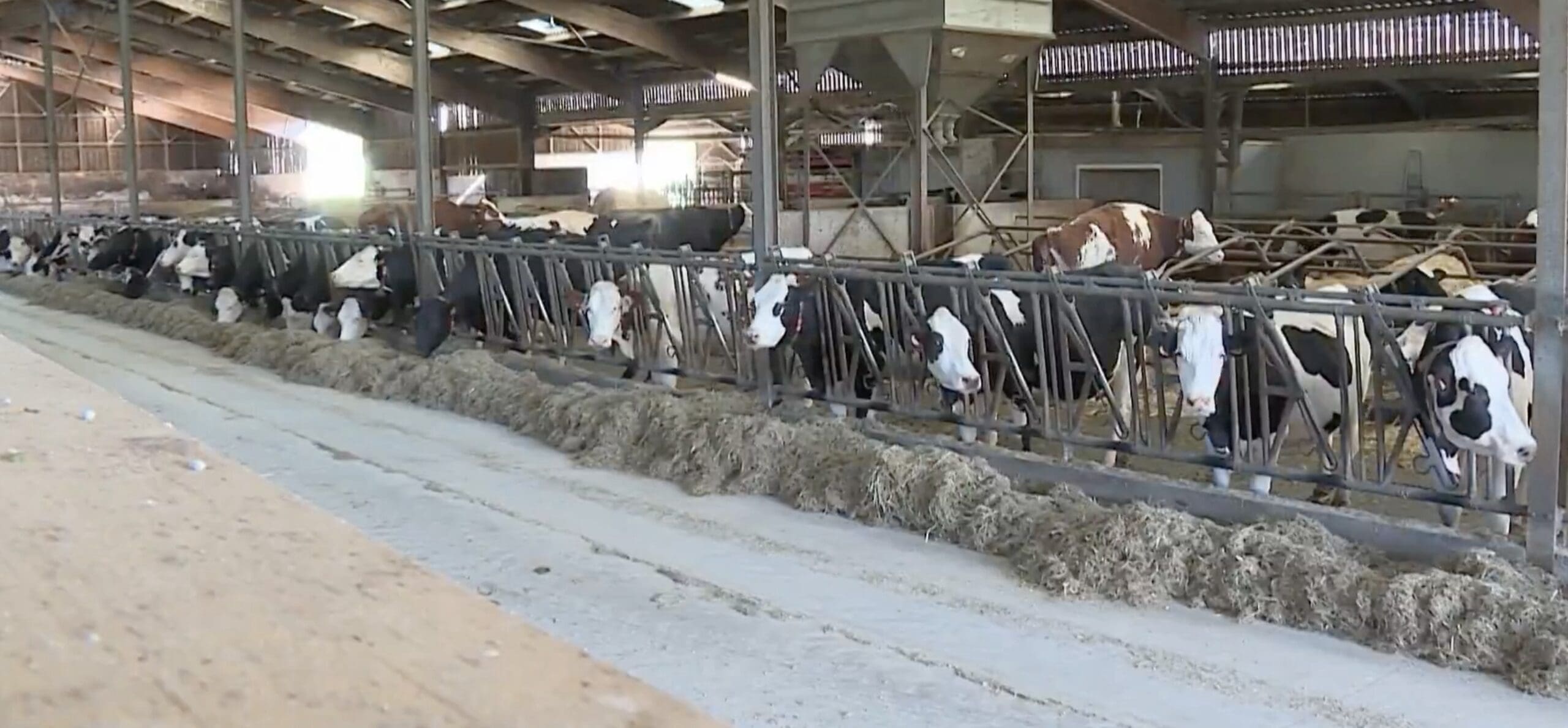 You are currently viewing Doubs : abattage d’un troupeau de vaches malgré une forte mobilisation contre la politique sanitaire