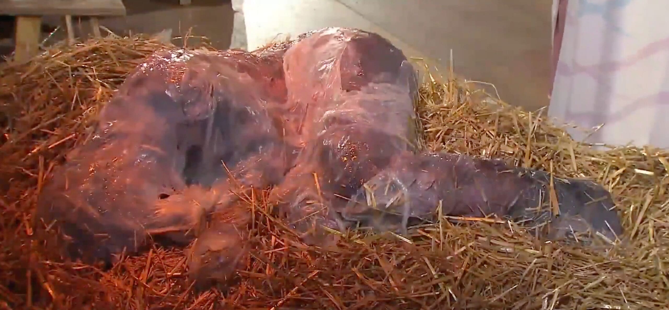 You are currently viewing « Jésus visqueux » à Stuttgart : la messe de Noël diffusée sur ARD déclenche une vive polémique en Allemagne