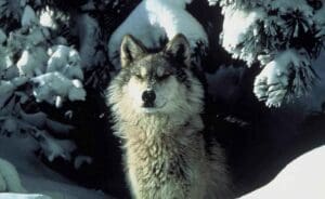 Lire la suite à propos de l’article Isola 2 000 : un randonneur face à une meute de sept loups sur les pistes de la station