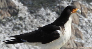 Lire la suite à propos de l’article Hantavirus : comment la quête d’un oiseau rarissime a conduit des ornithologues au cœur d’une polémique sanitaire
