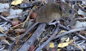 Lire la suite à propos de l’article Hantavirus : une mission scientifique traque les rongeurs suspects à Ushuaia