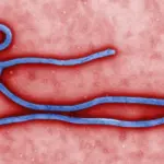 Virion du virus Ebola