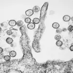 Image en microscopie électronique du hantavirus Sin Nombre (CDC)