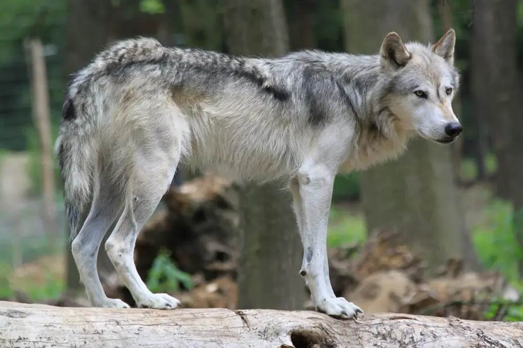 Un loup gris en milieu naturel