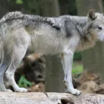 Un loup gris en milieu naturel