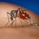 Un moustique-tigre (Aedes albopictus)