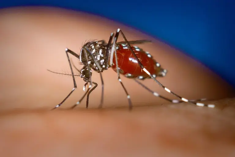 Lire la suite à propos de l’article Moustique-tigre : des drones pour larguer des insectes stériles