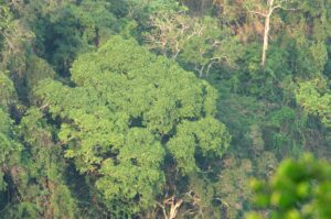 Lire la suite à propos de l’article Puits de carbone forestier : Canopée accuse la France de sacrifier ses forêts dans sa nouvelle stratégie climatique