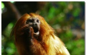 Lire la suite à propos de l’article Tamarin lion doré : onze ans après son vol, le singe disparu retrouve enfin le ZooParc de Beauval
