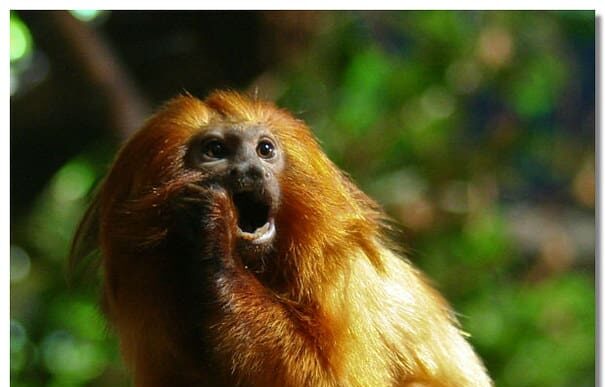 Lire la suite à propos de l’article Tamarin lion doré : onze ans après son vol, le singe disparu retrouve enfin le ZooParc de Beauval