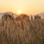 Champ de blé sous un ciel dégagé