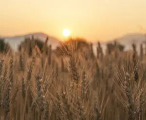 Lire la suite à propos de l’article Sans pesticide : l’expérience de l’INRAE qui bouscule l’agriculture