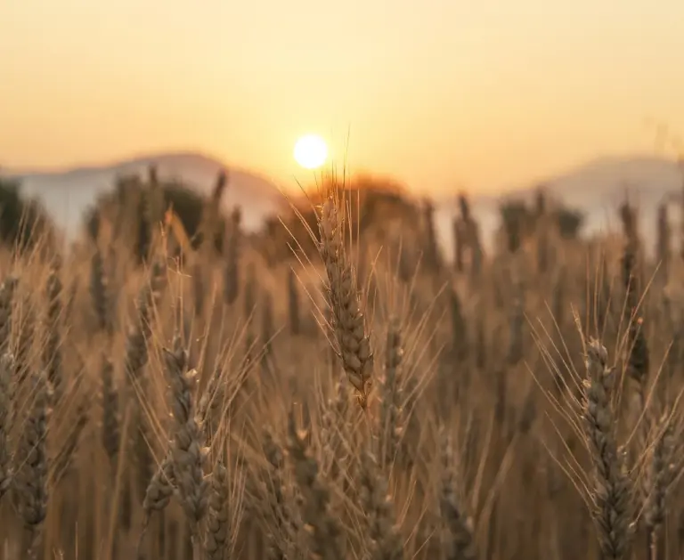 Lire la suite à propos de l’article Sans pesticide : l’expérience de l’INRAE qui bouscule l’agriculture