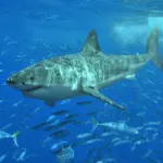 Grand requin blanc