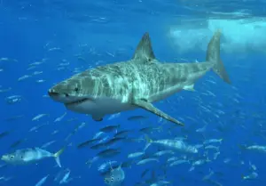 Lire la suite à propos de l’article Grand requin blanc : des plongeurs filment une première en Méditerranée