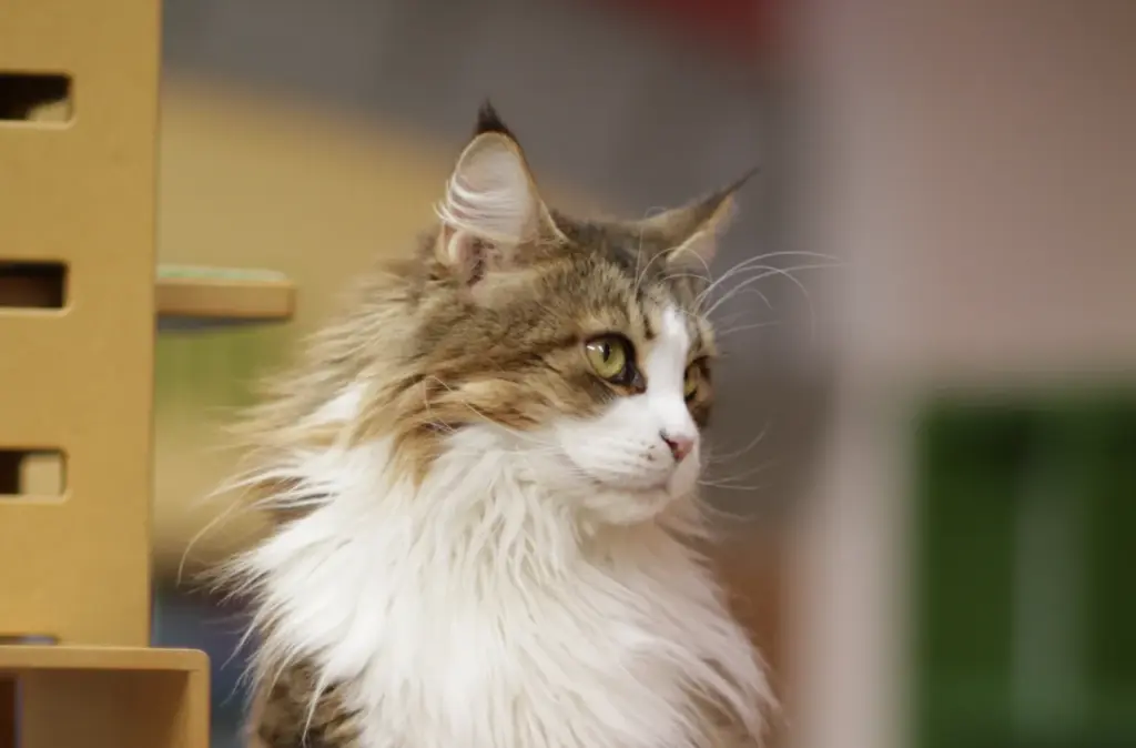 Chat de race Maine Coon (photo d'illustration)