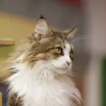 Chat de race Maine Coon (photo d'illustration)