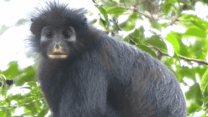 Lire la suite à propos de l’article Colobus congoensis : une nouvelle espèce de singe découverte dans le parc national de la Lomami en République démocratique du Congo