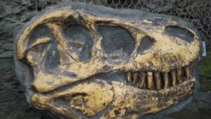 Lire la suite à propos de l’article Musango matusadonaensis : le nouveau dinosaure du Zimbabwe révèle un monde vieux de 210 millions d’années