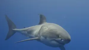Lire la suite à propos de l’article Canada : Neufs grands requins blancs repérés en une semaine dans le golfe du Saint-Laurent
