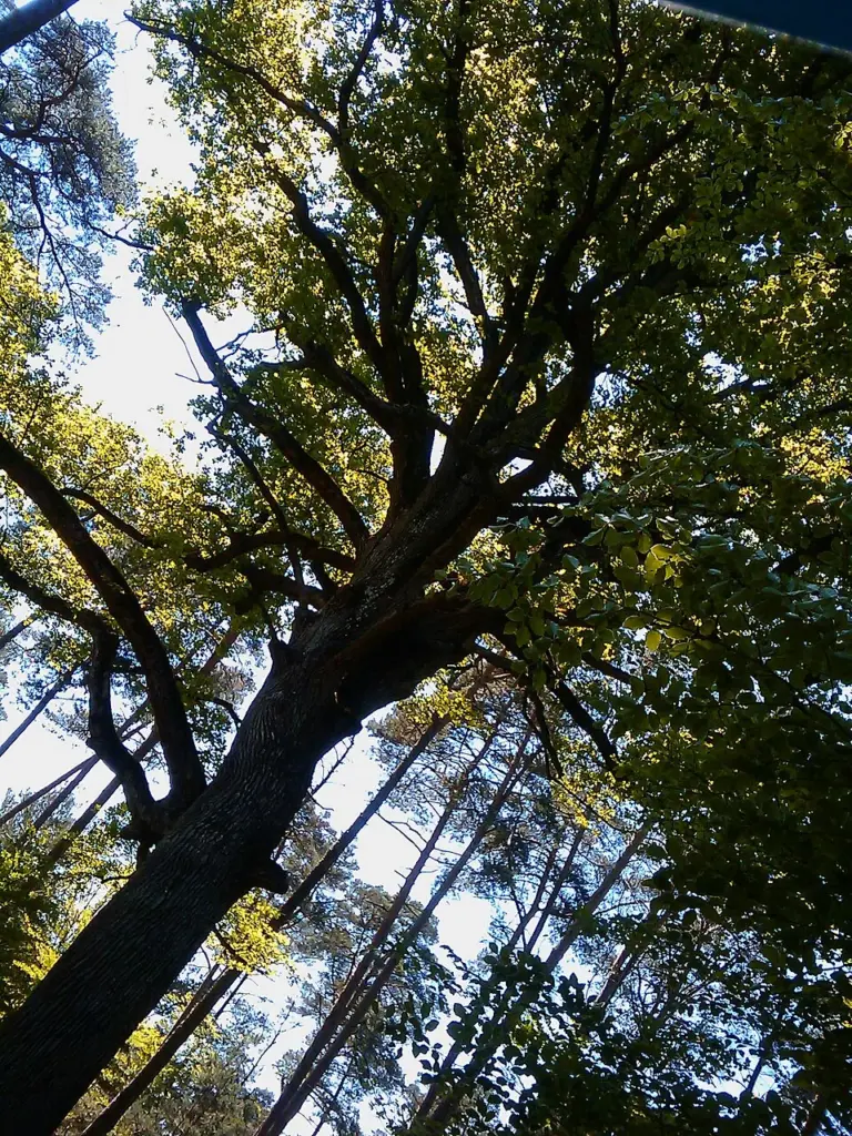 Chêne remarquable vu du sol dans une forêt, illustration du sujet des arbres centenaires menacés par le prolongement de la ligne 1 au bois de Vincennes