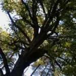 Chêne remarquable vu du sol dans une forêt, illustration du sujet des arbres centenaires menacés par le prolongement de la ligne 1 au bois de Vincennes