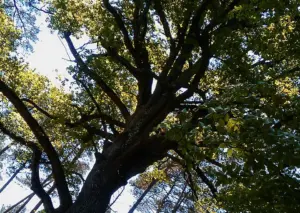 Lire la suite à propos de l’article Bois de Vincennes : la ligne 1 menace des chênes centenaires