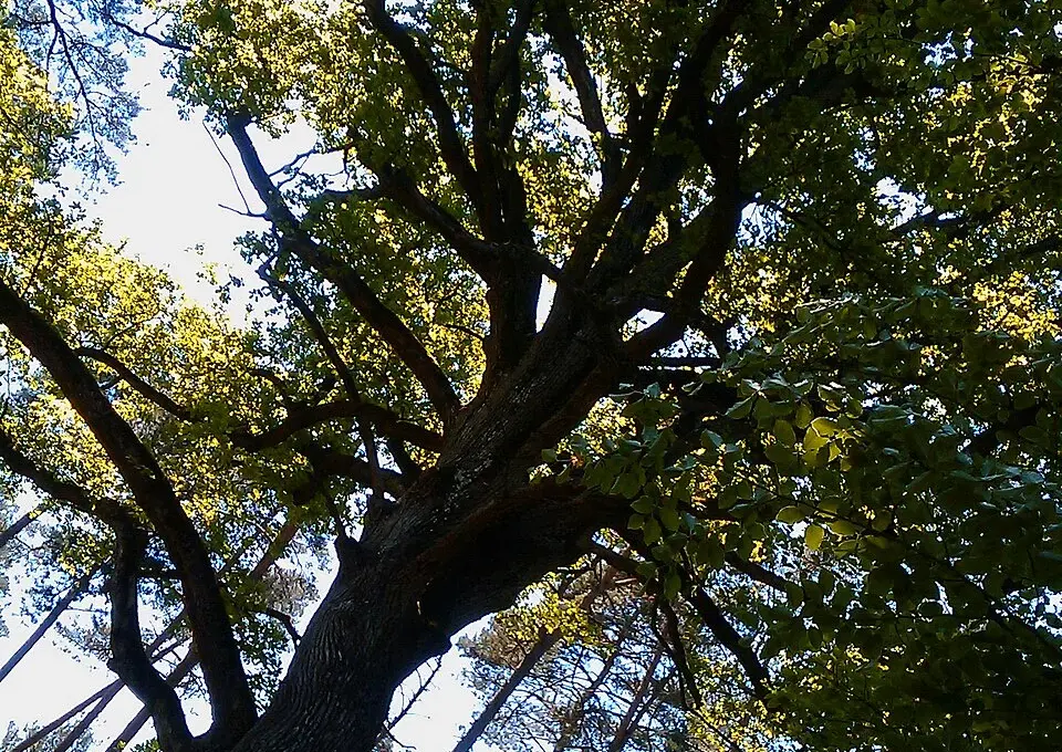 Chêne remarquable vu du sol dans une forêt, illustration du sujet des arbres centenaires menacés par le prolongement de la ligne 1 au bois de Vincennes