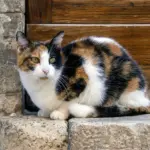 Un chat en Italie, image d'illustration sans lien avec les faits rapportés