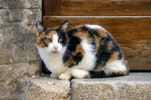 Lire la suite à propos de l’article Italie : la piste criminelle se précise dans l’affaire des chats torches
