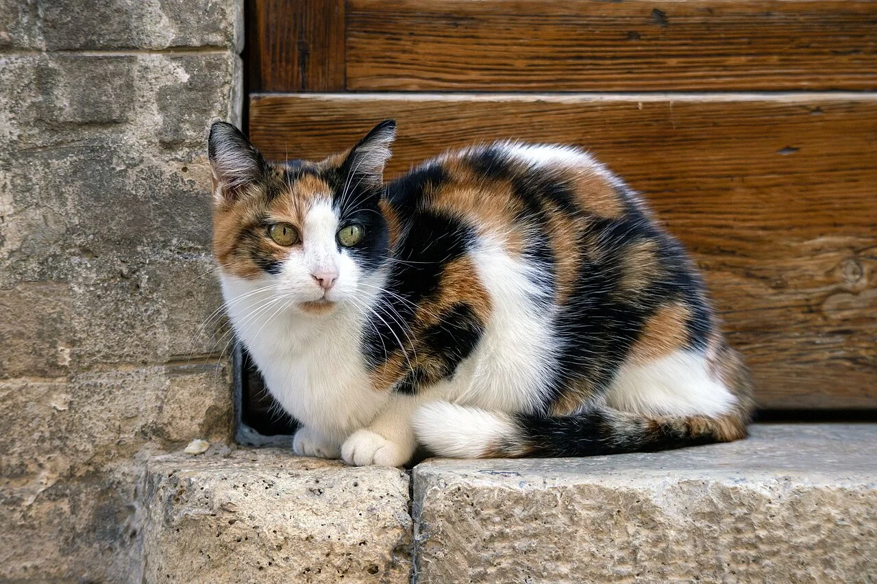Un chat en Italie, image d'illustration sans lien avec les faits rapportés