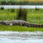 Crocodile du Nil se prélassant au soleil