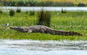Lire la suite à propos de l’article Crocodiles en prison : Israël franchit une étape réglementaire